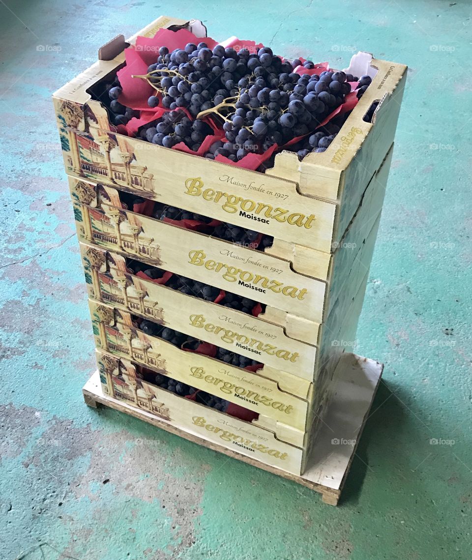 Grapes on the go