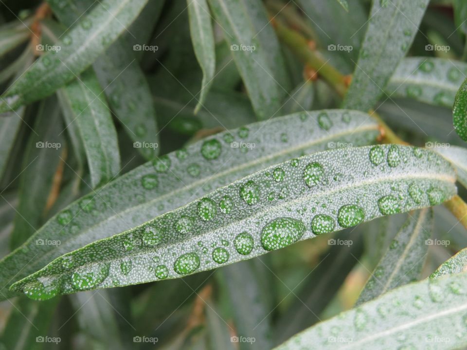 Drops on leaves, aesthetically pleasing