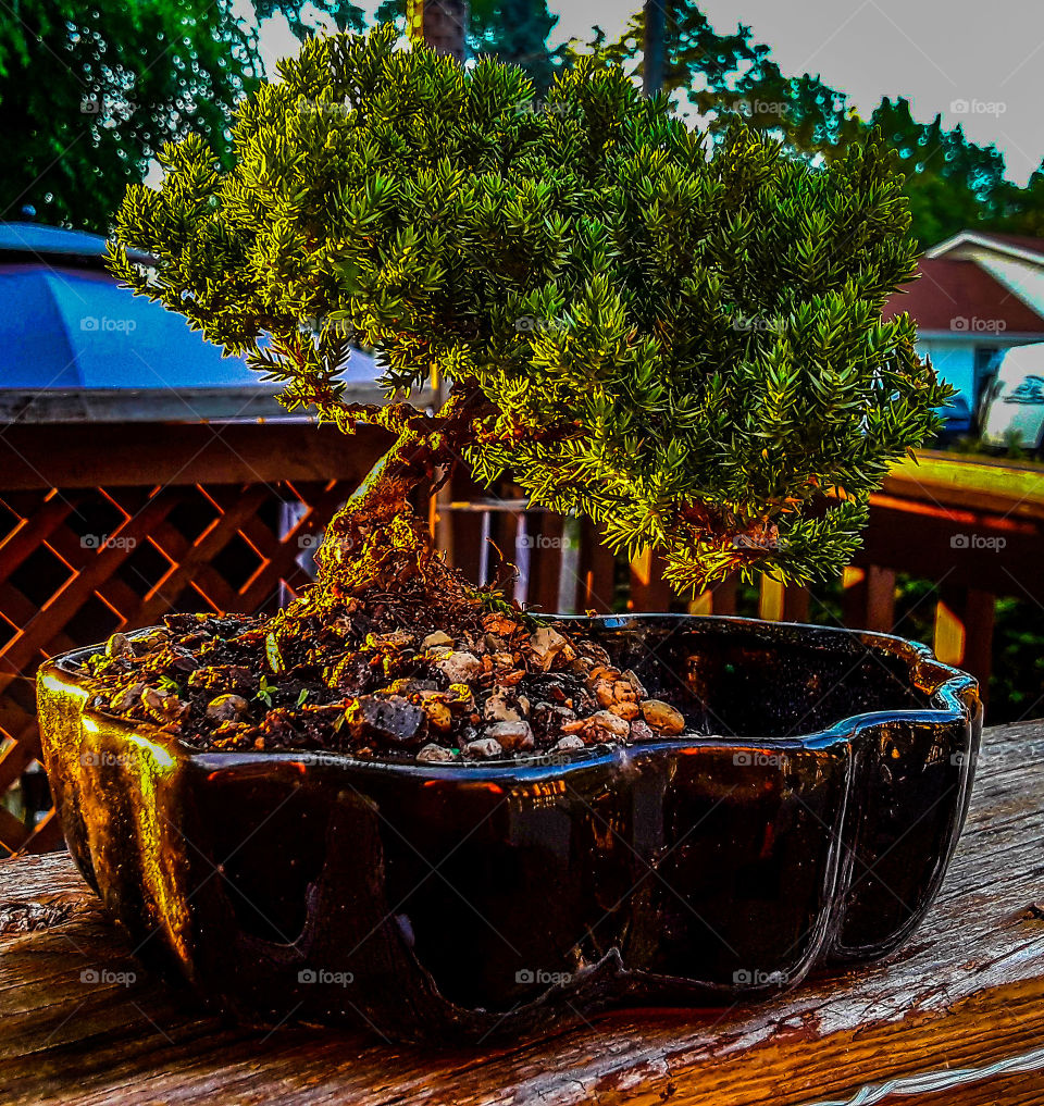 One of my Juniper Bonsai Trees