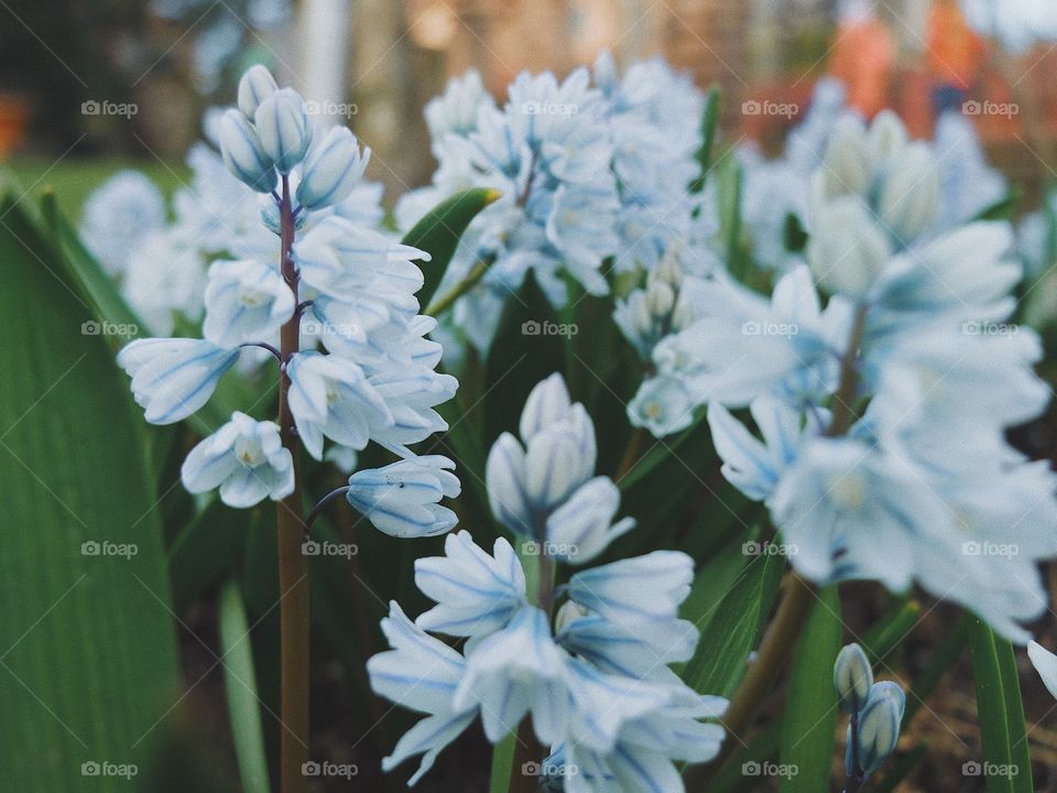 Spring Blossom flower 