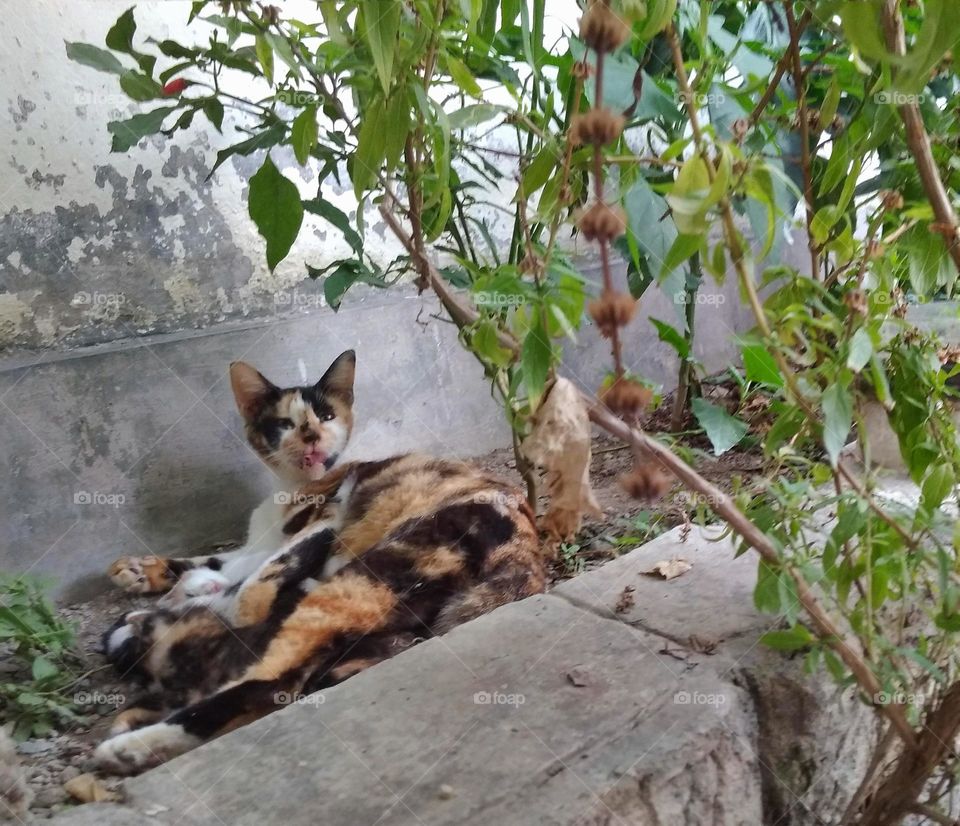 A mother cat feeding the kittens