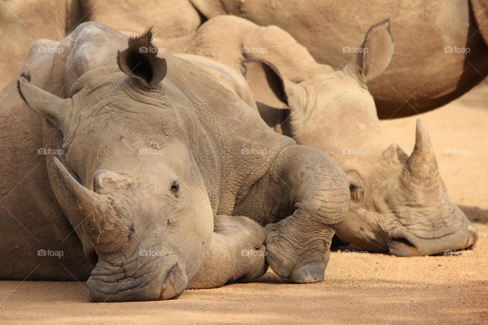 Rhino blockade