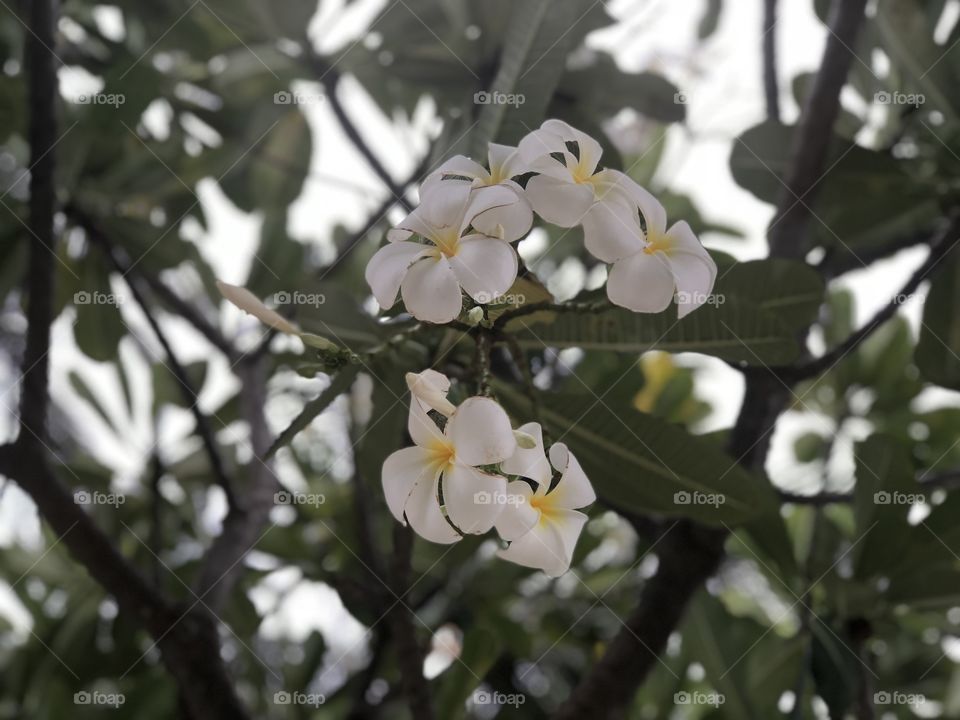 Close up of white and yellow orchids, raised in natural baskets on the trunks of coconut trees on an island in the Maldives.