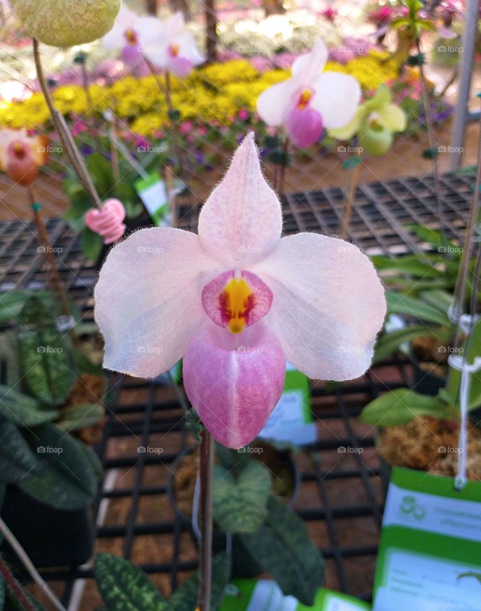 lady slipper. slipper orchid