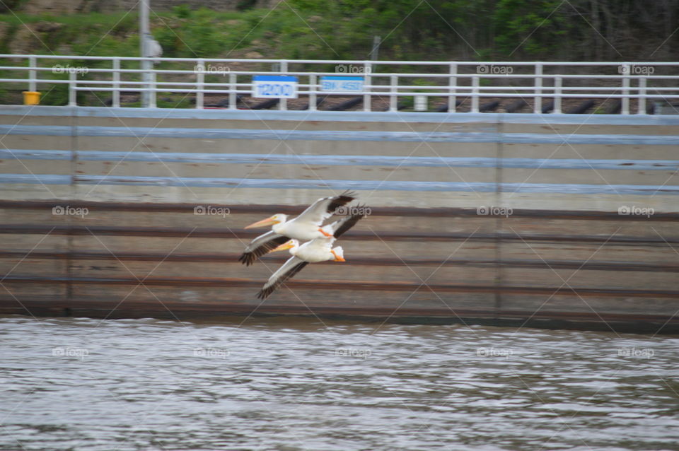 Pelicans take flight on the Mississippi River just south of Lock and Dam No. 11 in Dubuque, Iowa. 