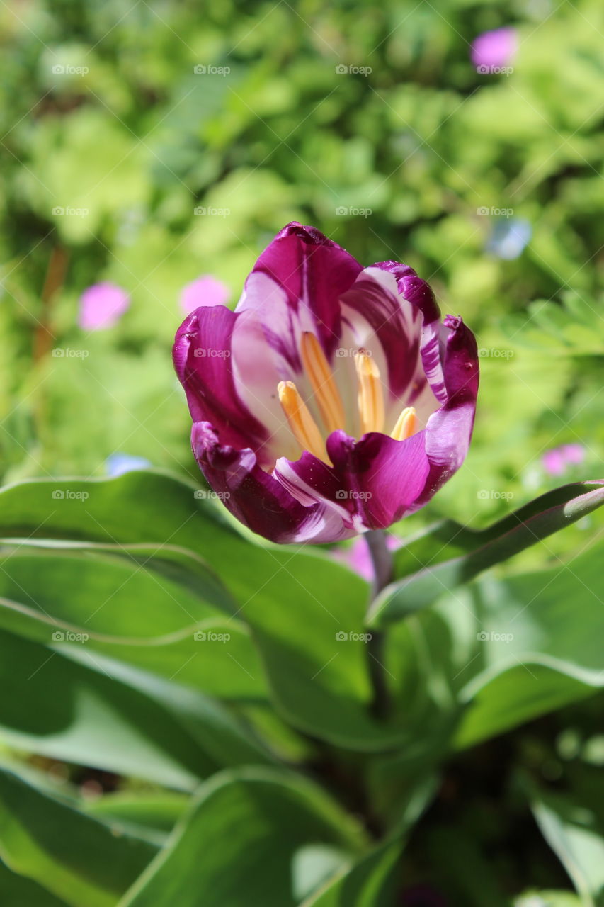 open purple tulip