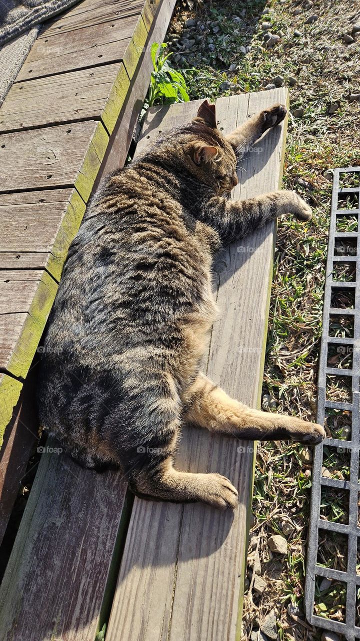 a fat sleeping cat
