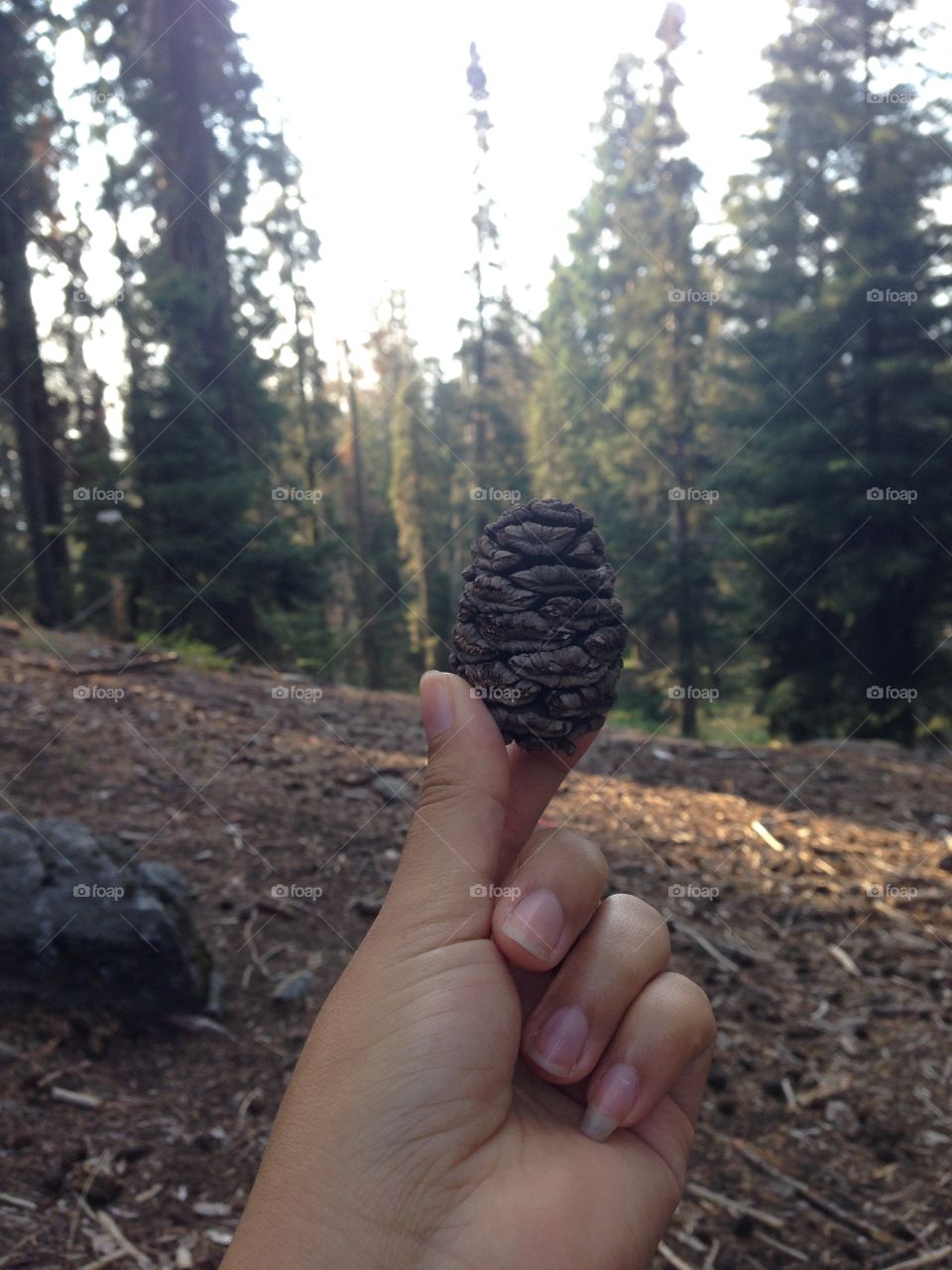 Wilderness and Nature