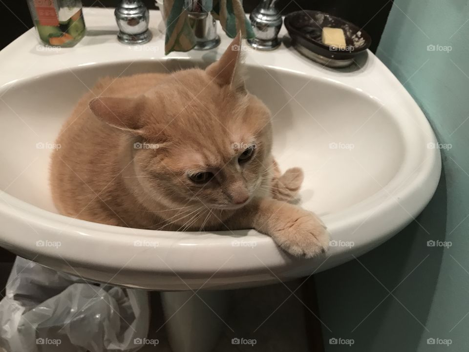 A cat in a sink