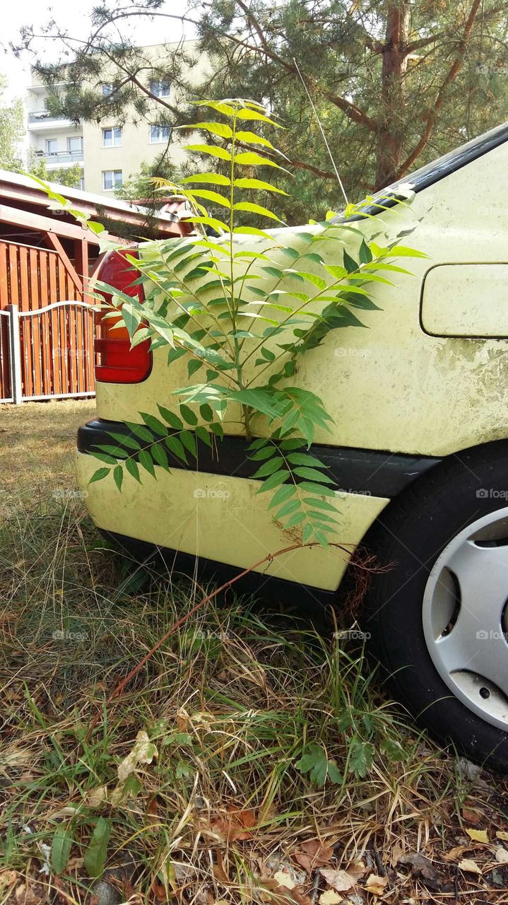 tree car