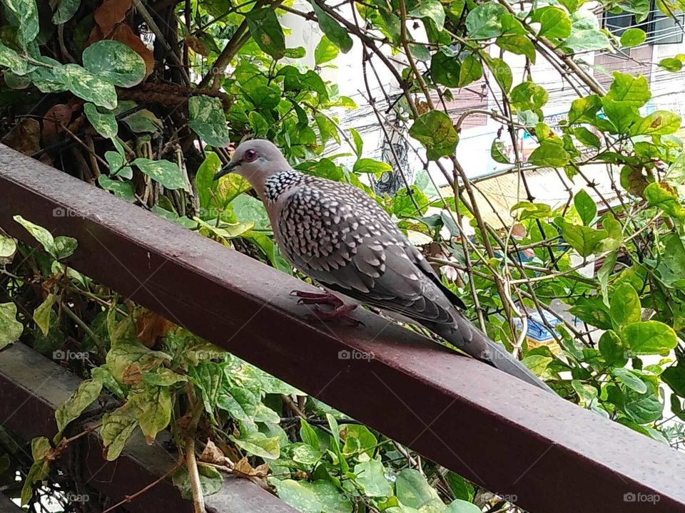 a dove on my balcony