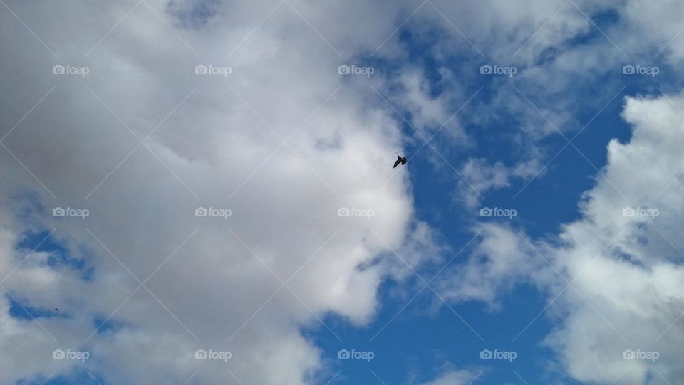 One pigeon bird flying cross the blue and foggy sky.