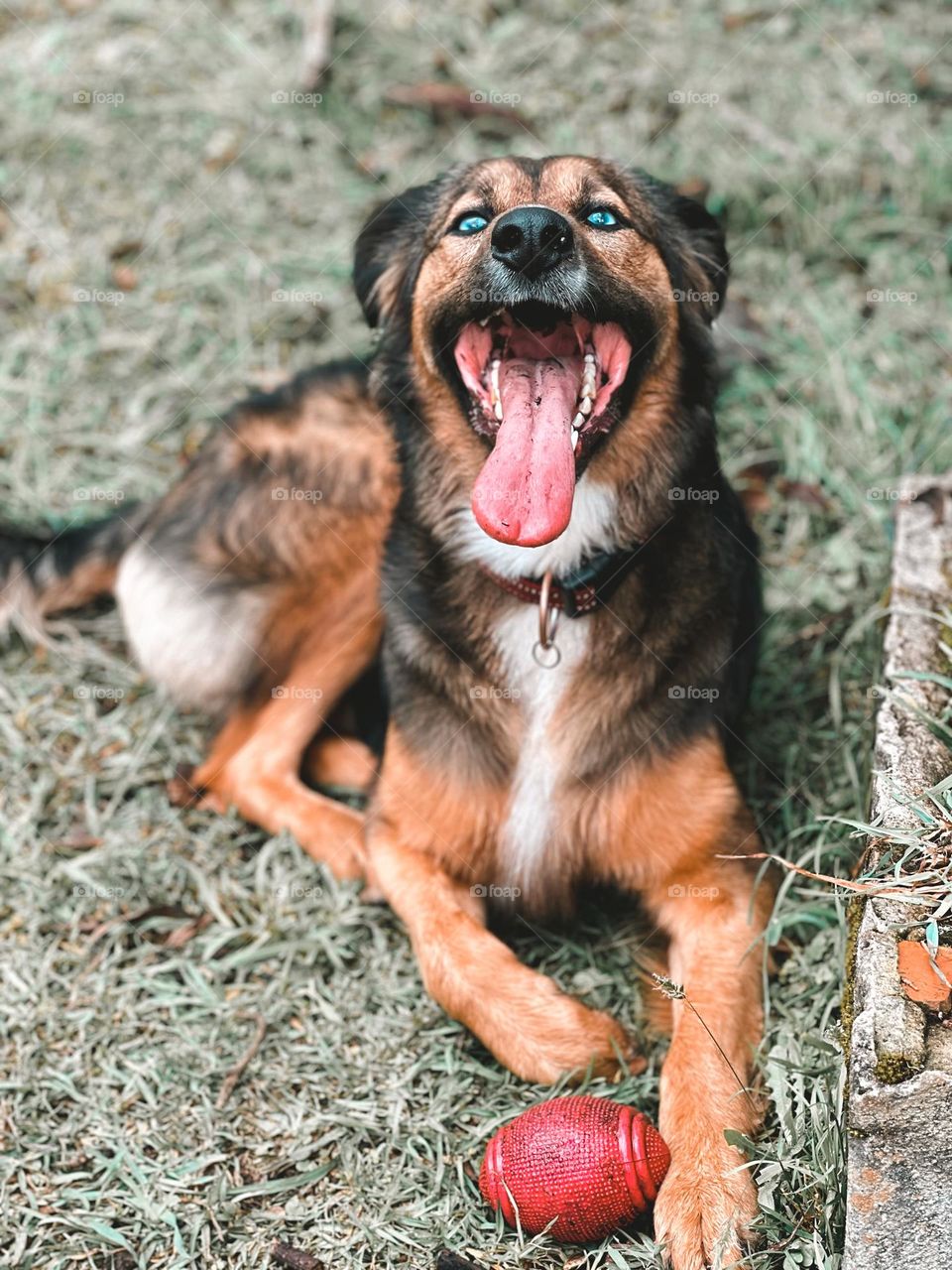 De las mejores cosas en la vida, es ver un perrito feliz! 