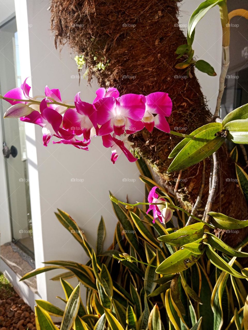 Pink Orchids in front of a small school