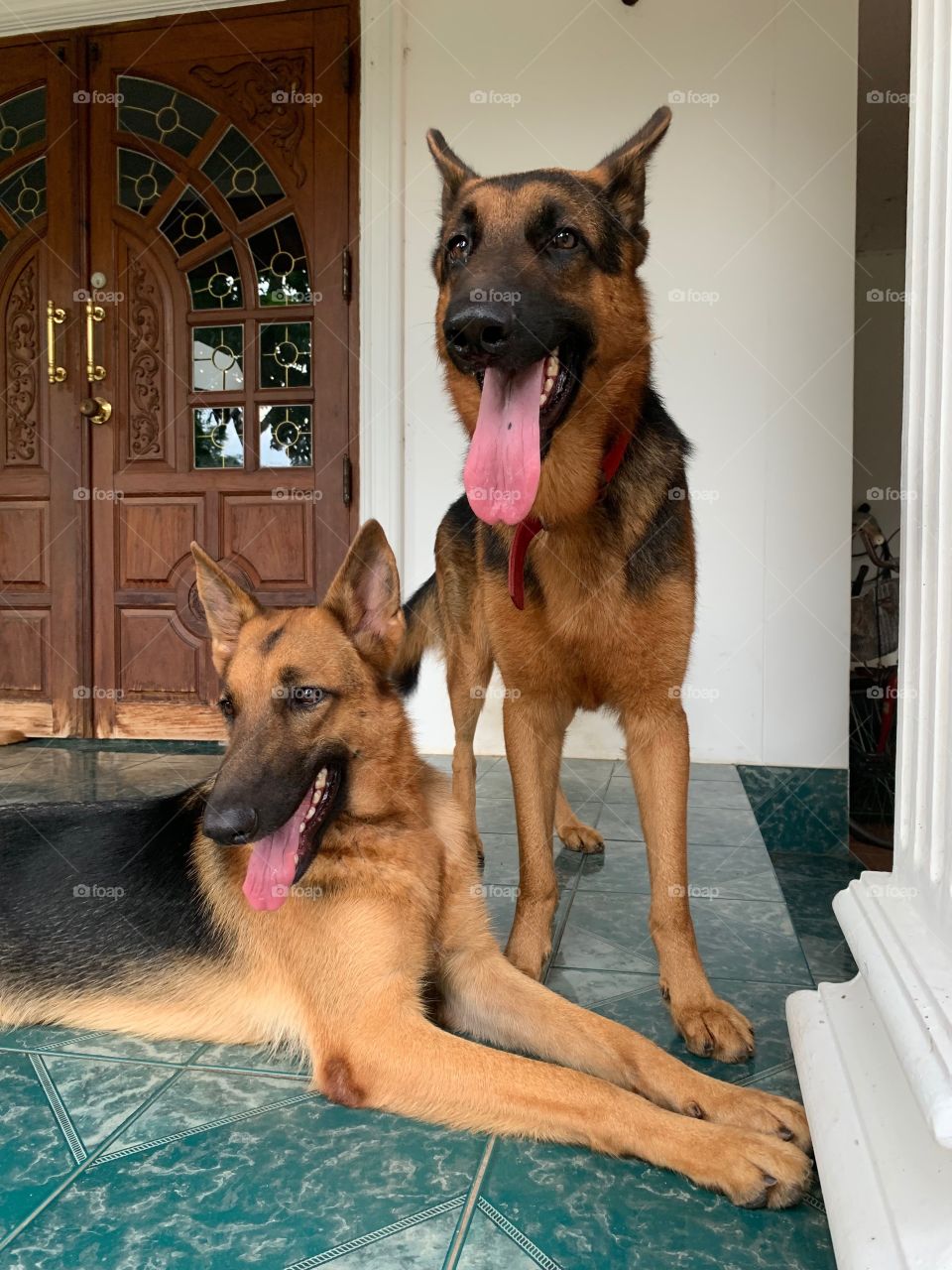 Sister and brother german shepherd dogs in Thailand