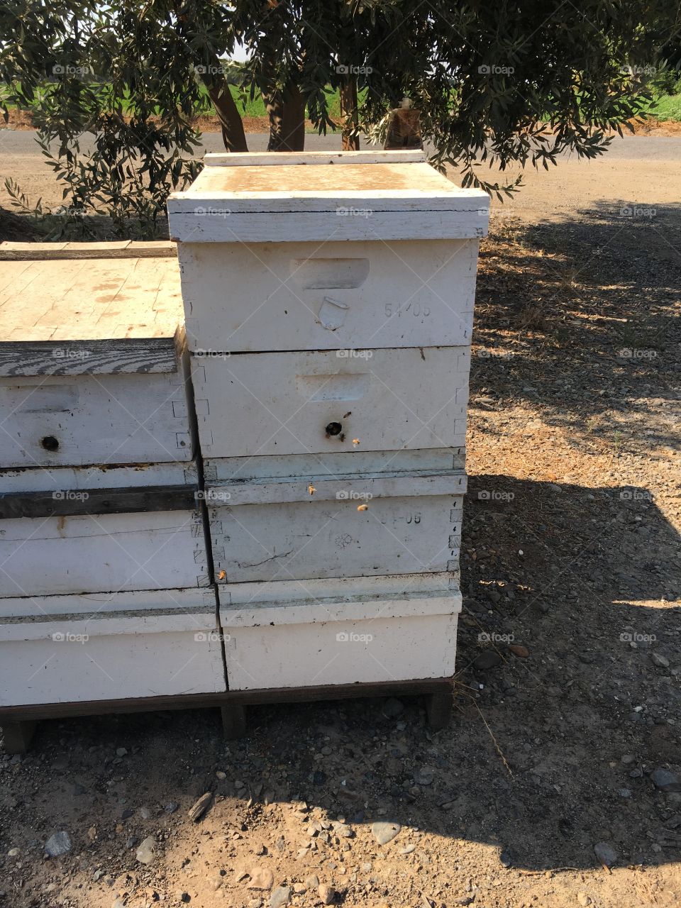 Bee keeping