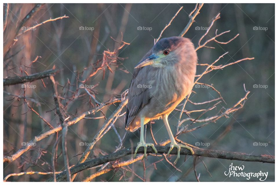 Black Crowned Night Heron