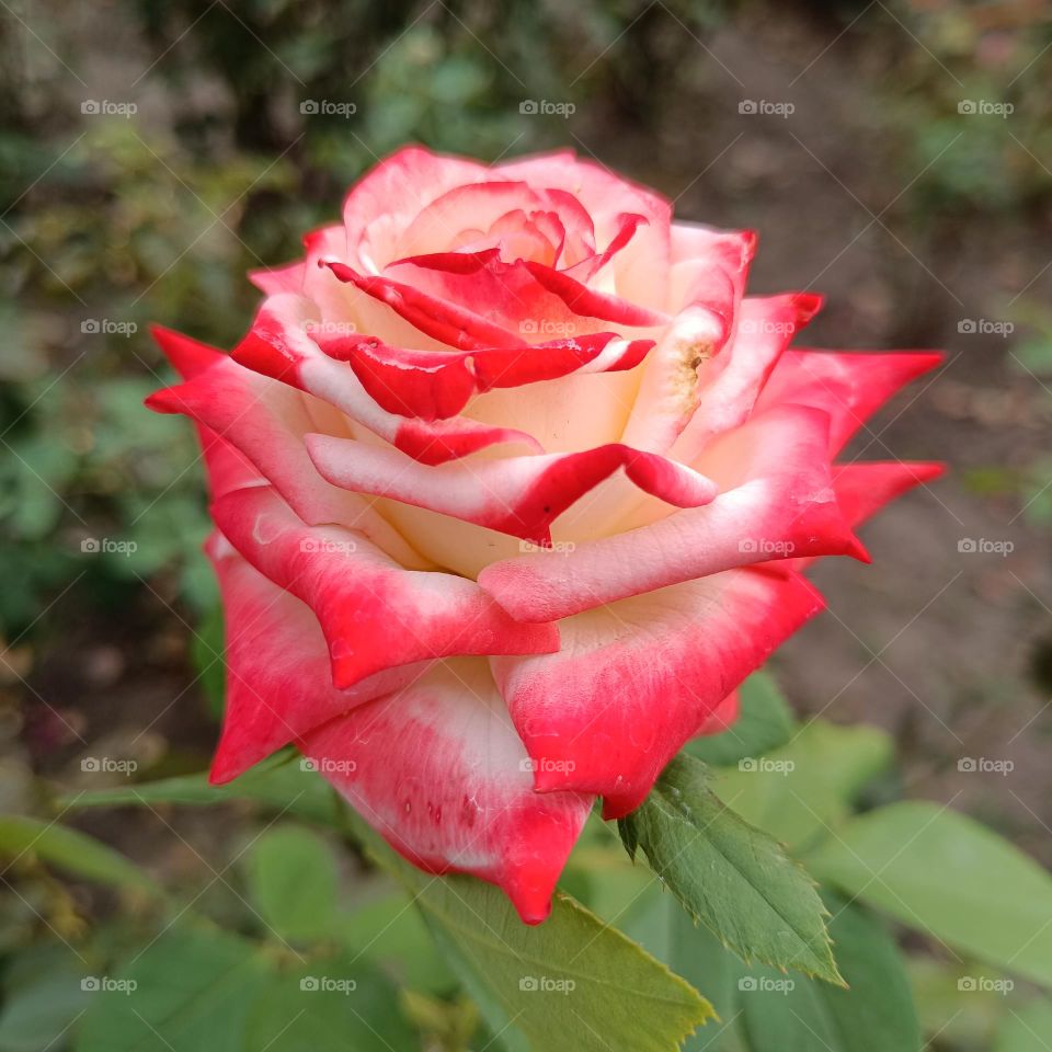 A beautiful rose on a wonderful September day