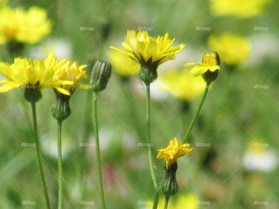 Picris wild flower growing in the garden