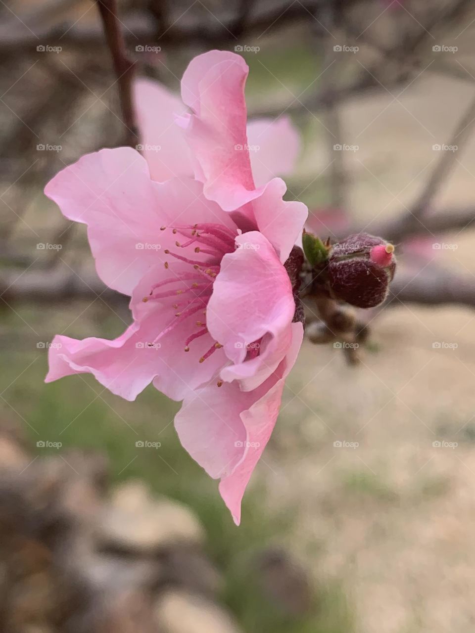 Pink peach flower and a bud