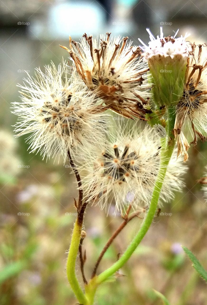 seeds of flowers