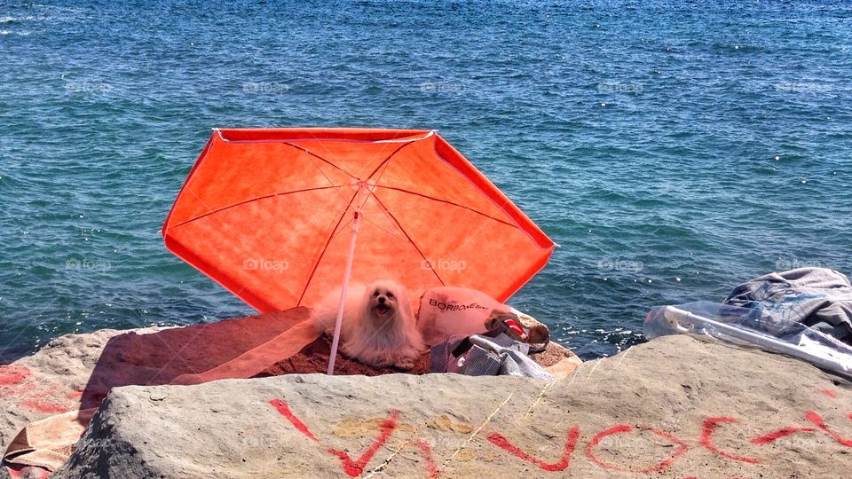 Catching the sun near the sea. Not only for human beings. Sanremo, Italy