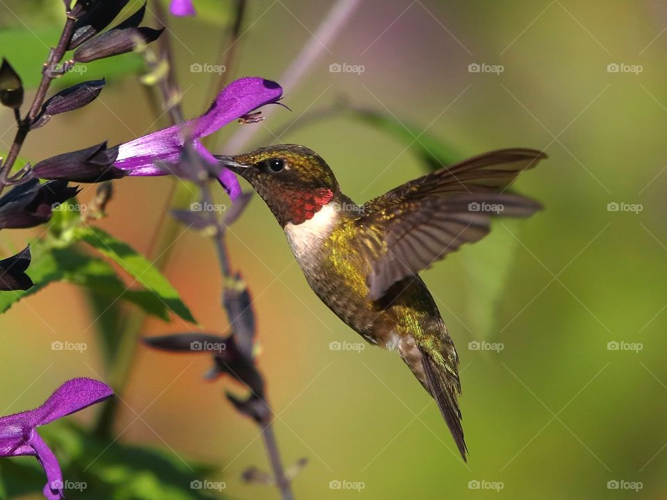 ruby-throated hummingbird