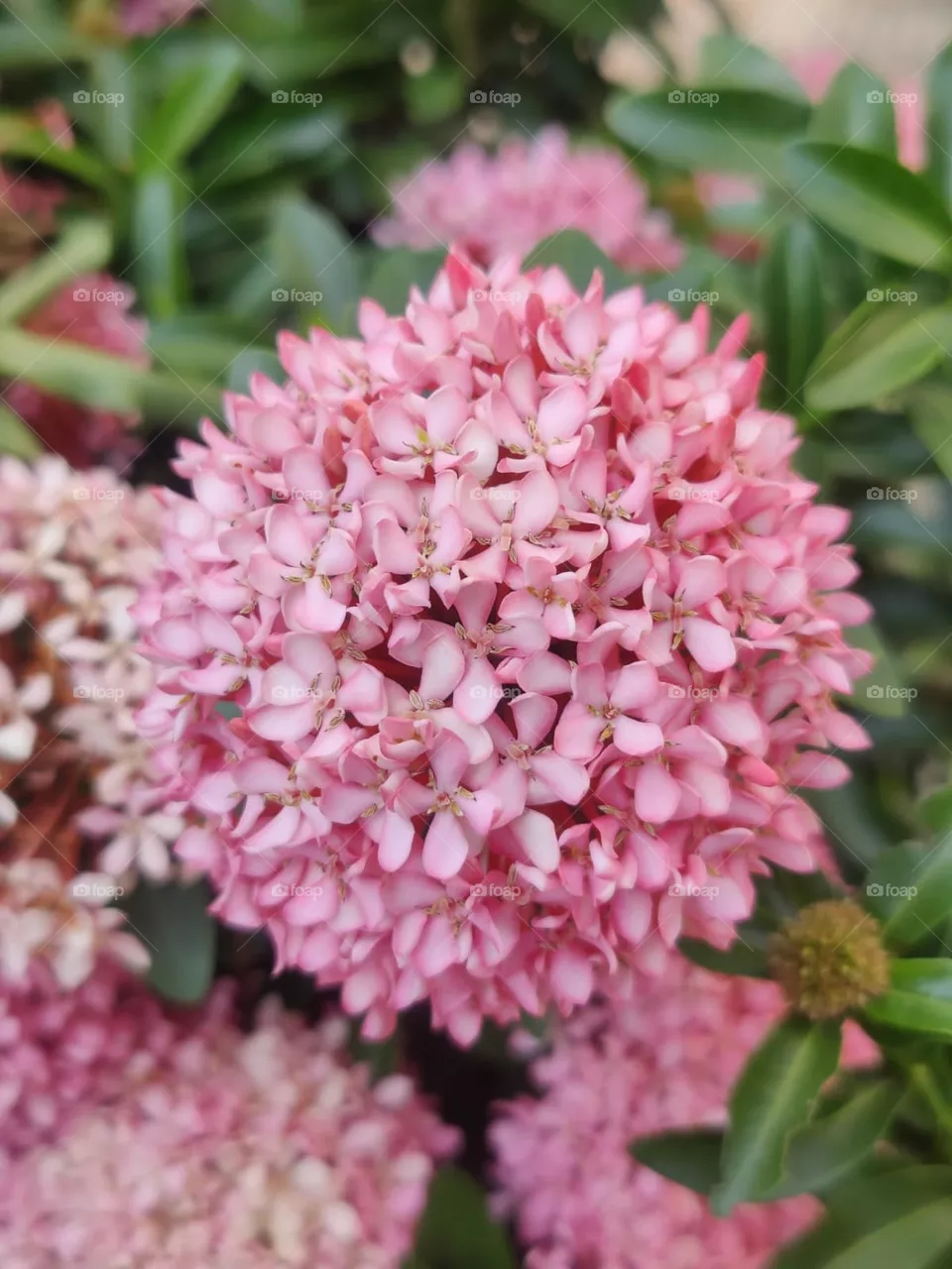 Hydrangea