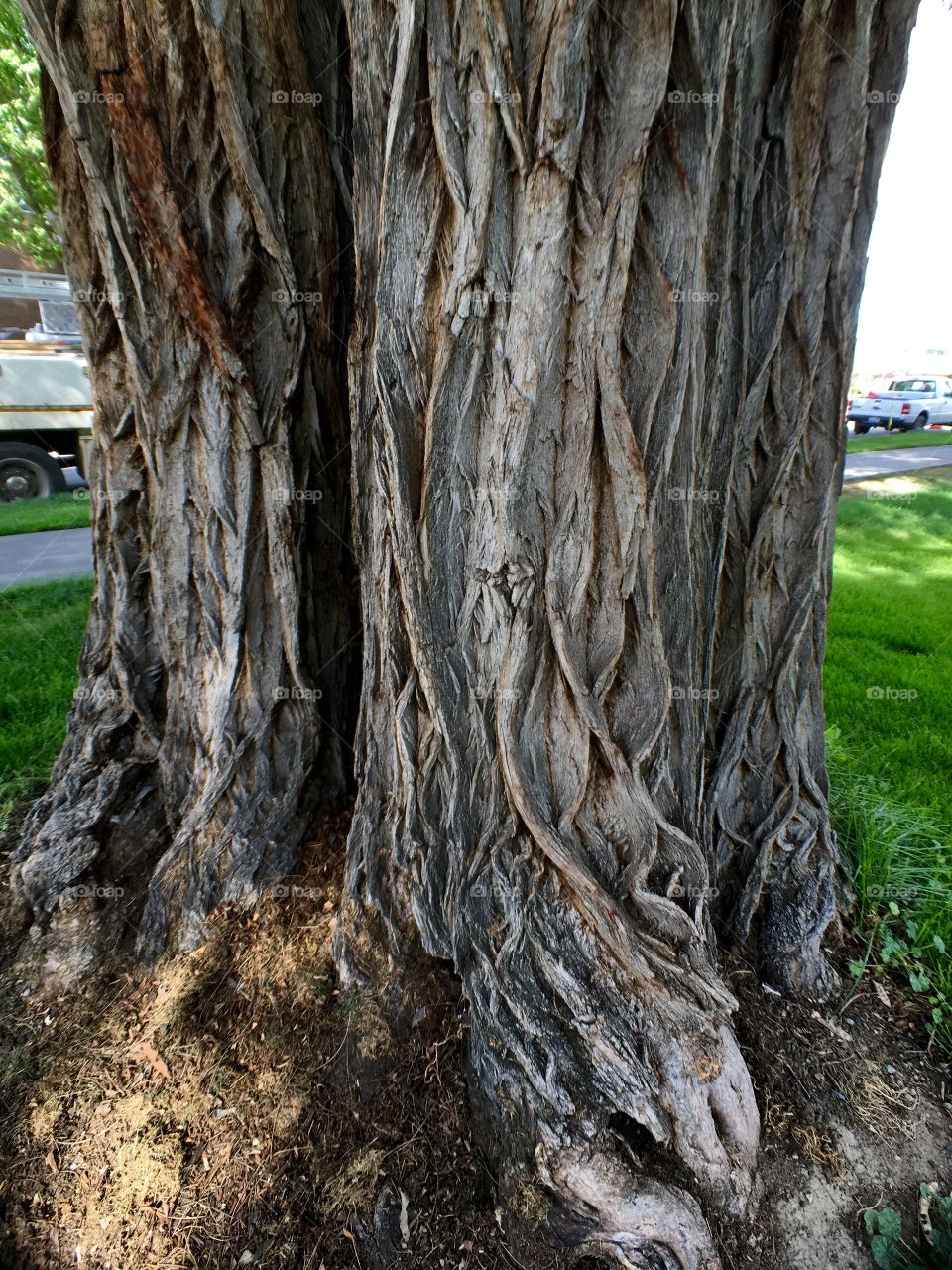 Big Trunk