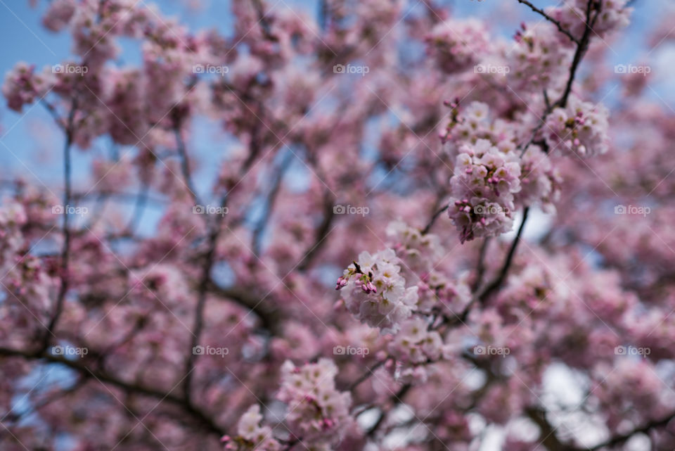 Cherry blossoms