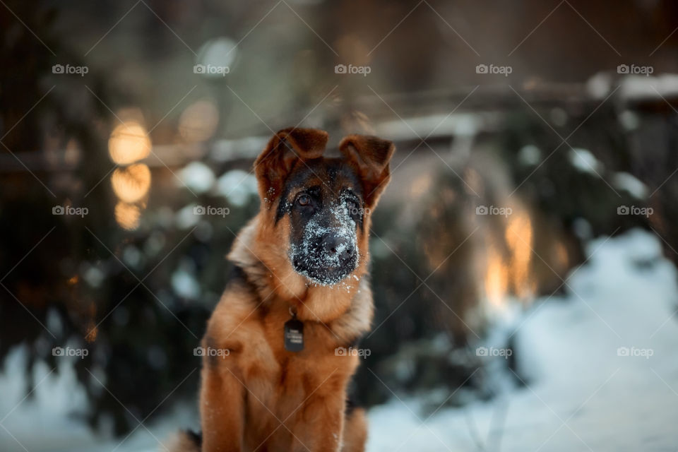 Red cute german shepherd 5-th months puppy portrait at snow at the winter