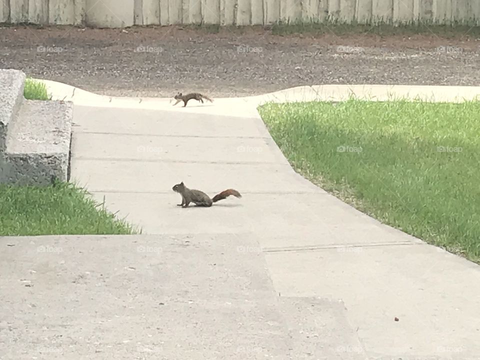 Two squirrels were fighting over territory this morning.