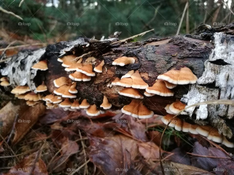 Mushroom covered tree
