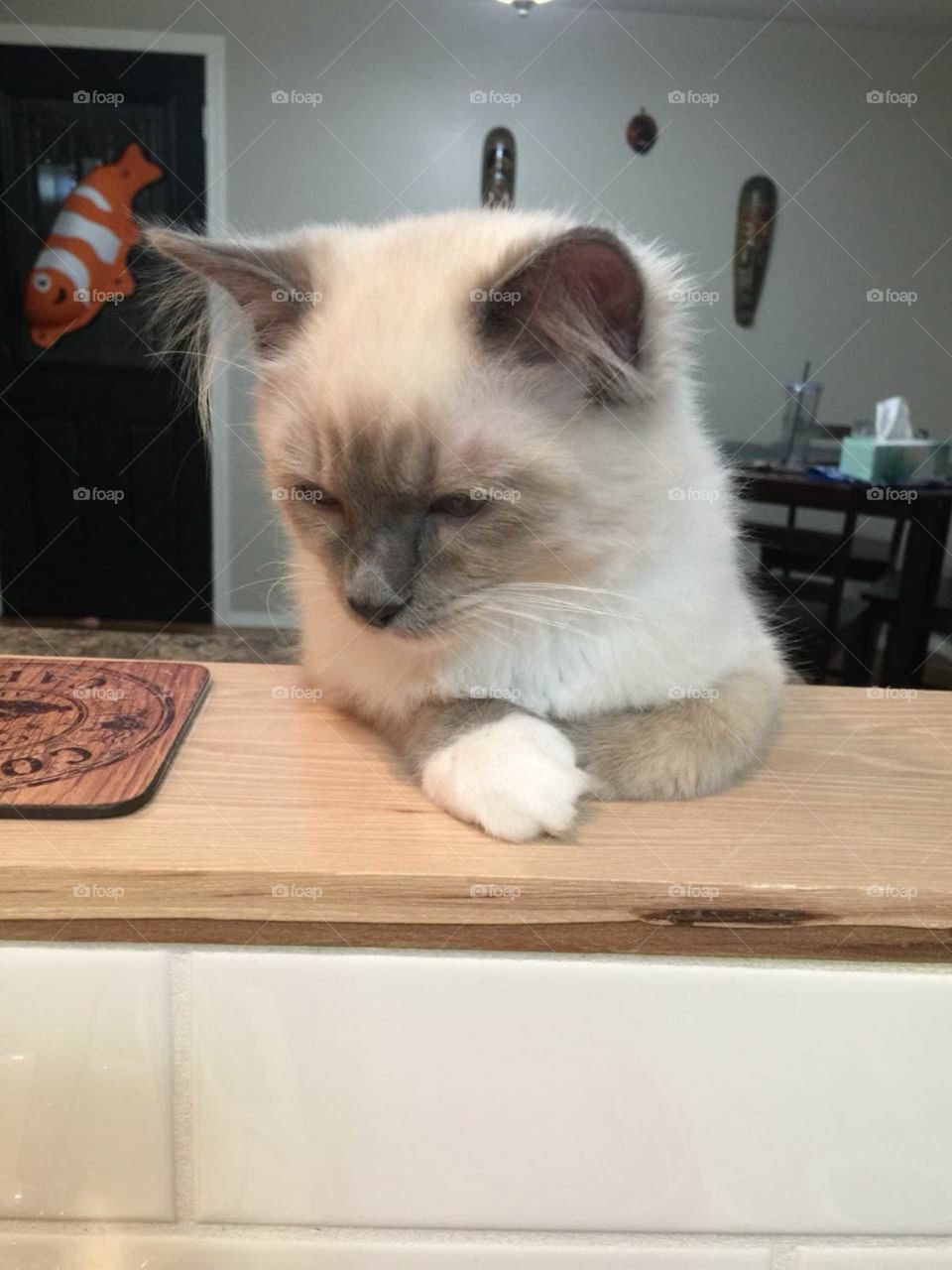 this little kitten waiting for his food to be made