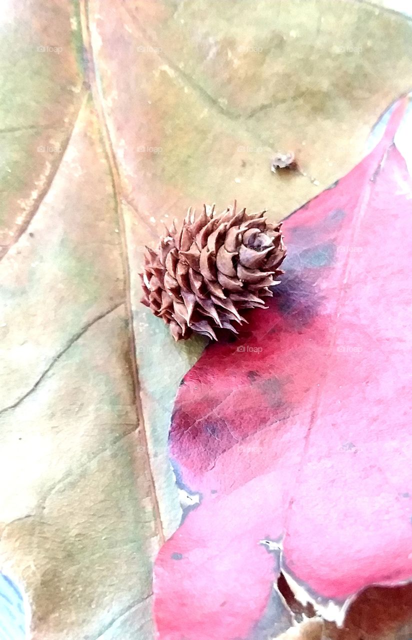 first signs of autumn red gold green leaves pine cone brown resting on bed of fallen leaves