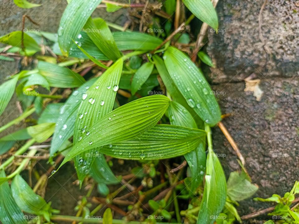 Close-up of several wet green leaves with water droplets on them in high angle view