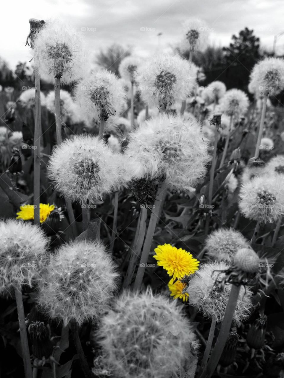 Dandelions. Field full of dandelions
