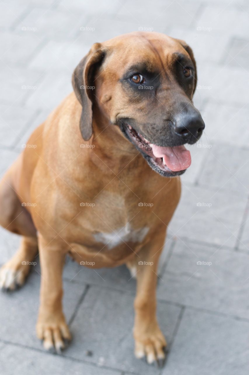 Happy Ridgeback 