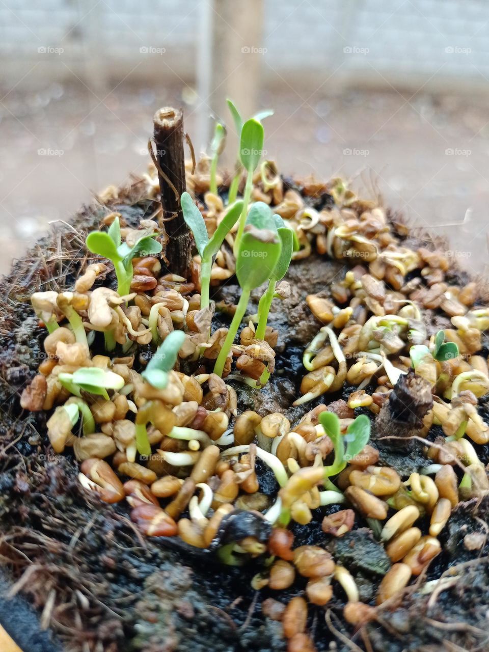 clousup view of Fenugreek growing in pot it's luck beautiful