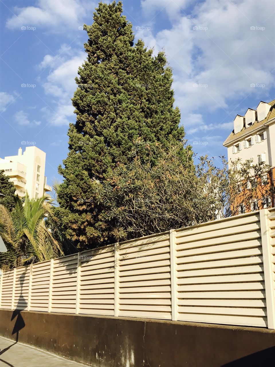 Tree-private-fence-Sky