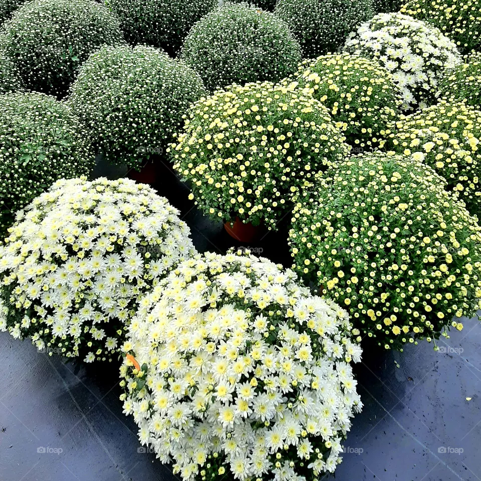 Garden flowers