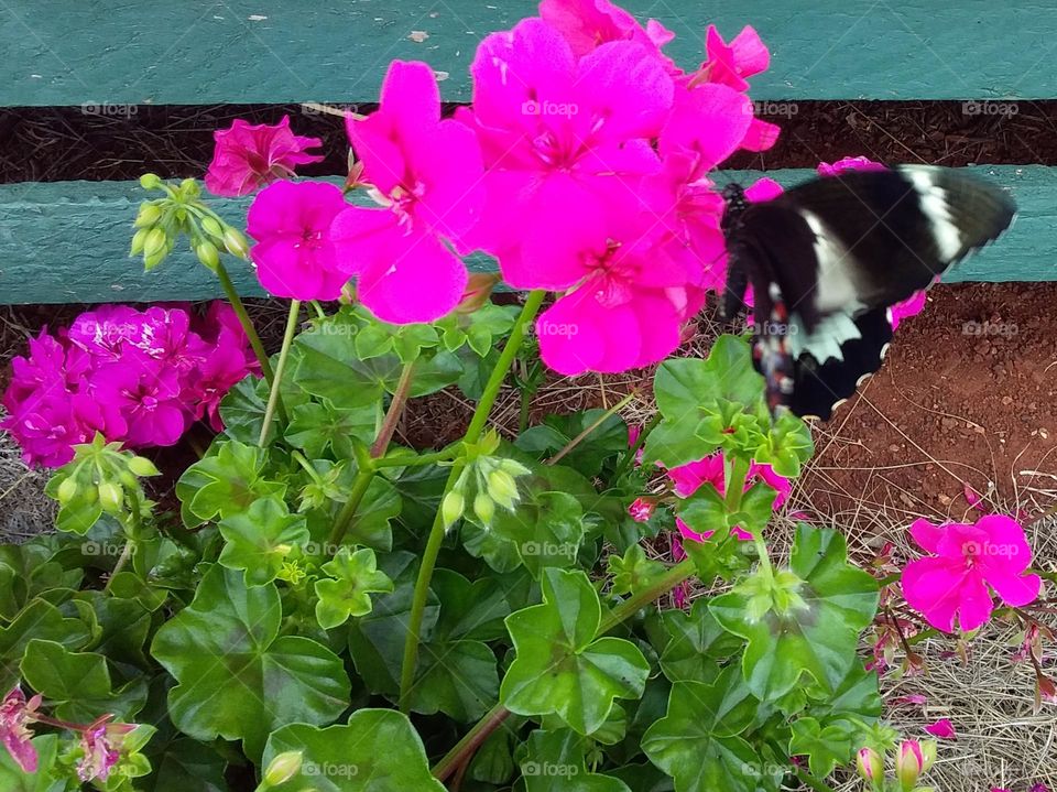 pink ivy geranium with butterfly