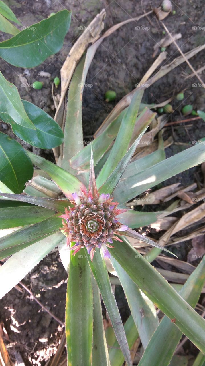 flower of pineaple