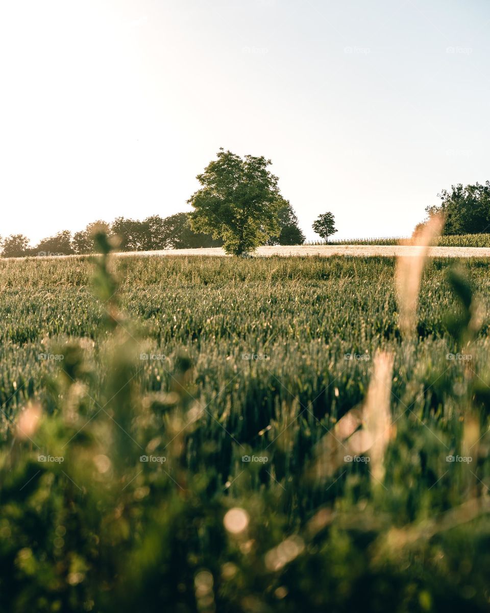 A tree in the field 