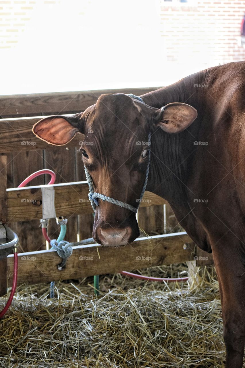 Brown Cow