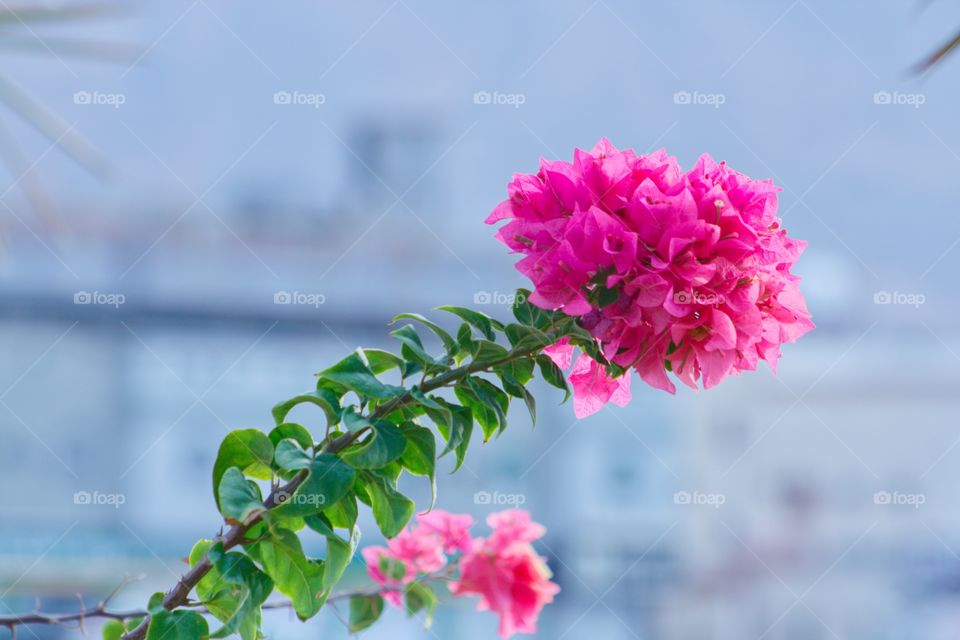 Bougainvillea