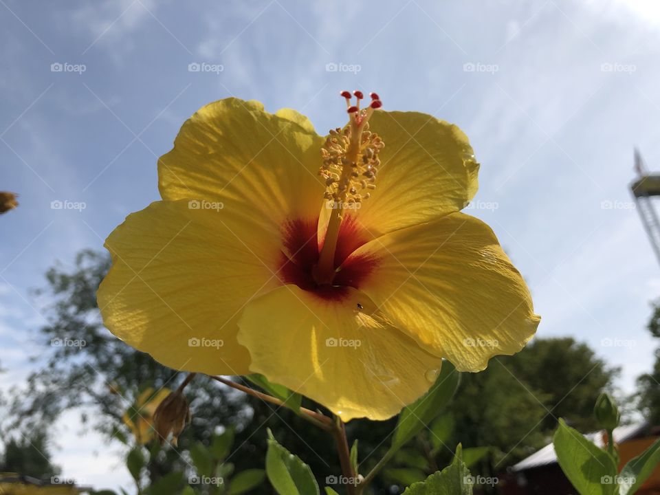 Yellow Hibiscus Flower 