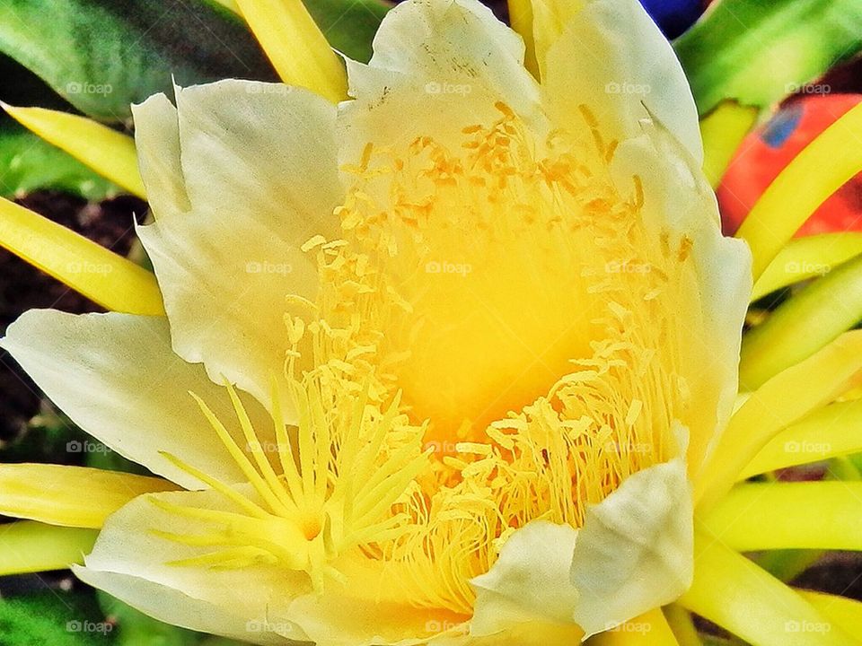 Dragon Fruit Flower
