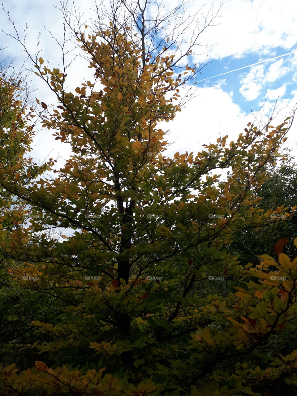 Tree, Leaf, No Person, Fall, Branch