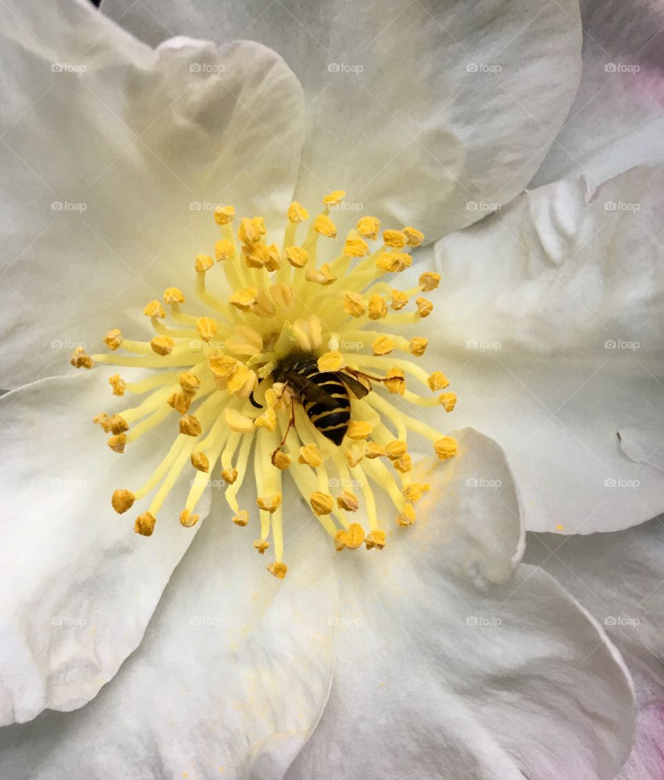 Bee sucking